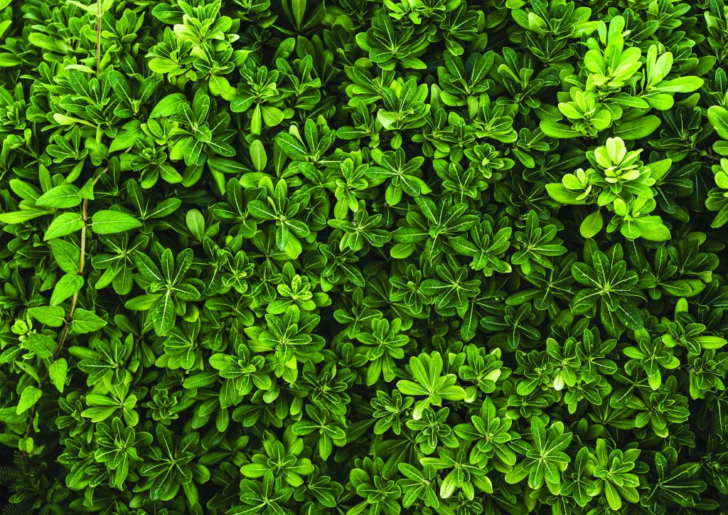 bacground wild 01